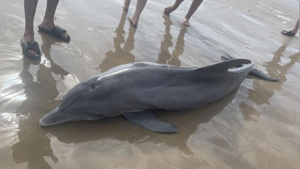 Delfín varado en la playa