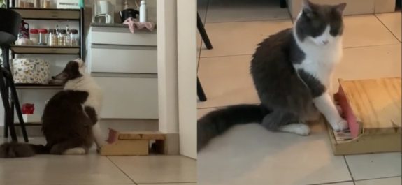 Gatito se vuelve viral por tocar el piano