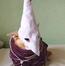 perro nazareno