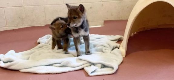 Familia-de-Estados-Unidos-rescato-a-un-coyote-pensando-que-era-un-perro