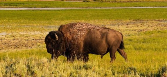 bisonte-ataque-yellowstone