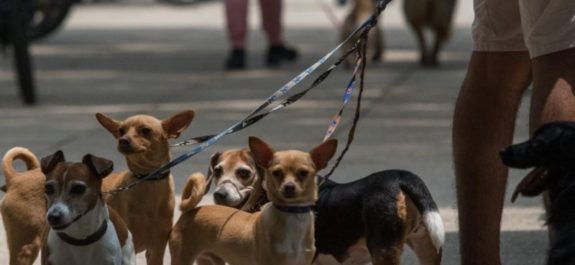 Día del Perro 2022 Estas son las 5 razas más populares en México
