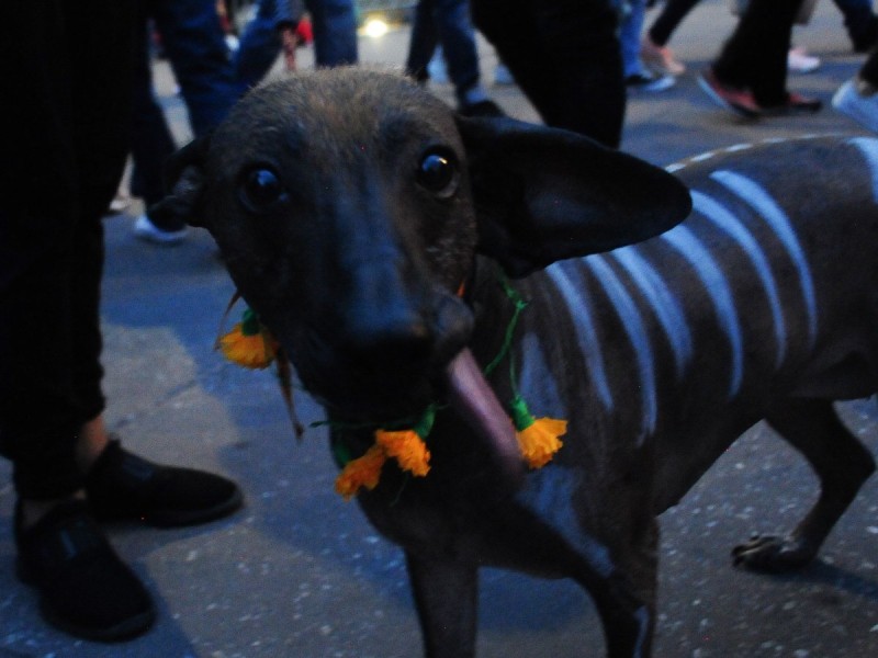 Día del Perro 2022 xoloitzcuintle, el pura sangre de México para el mundo