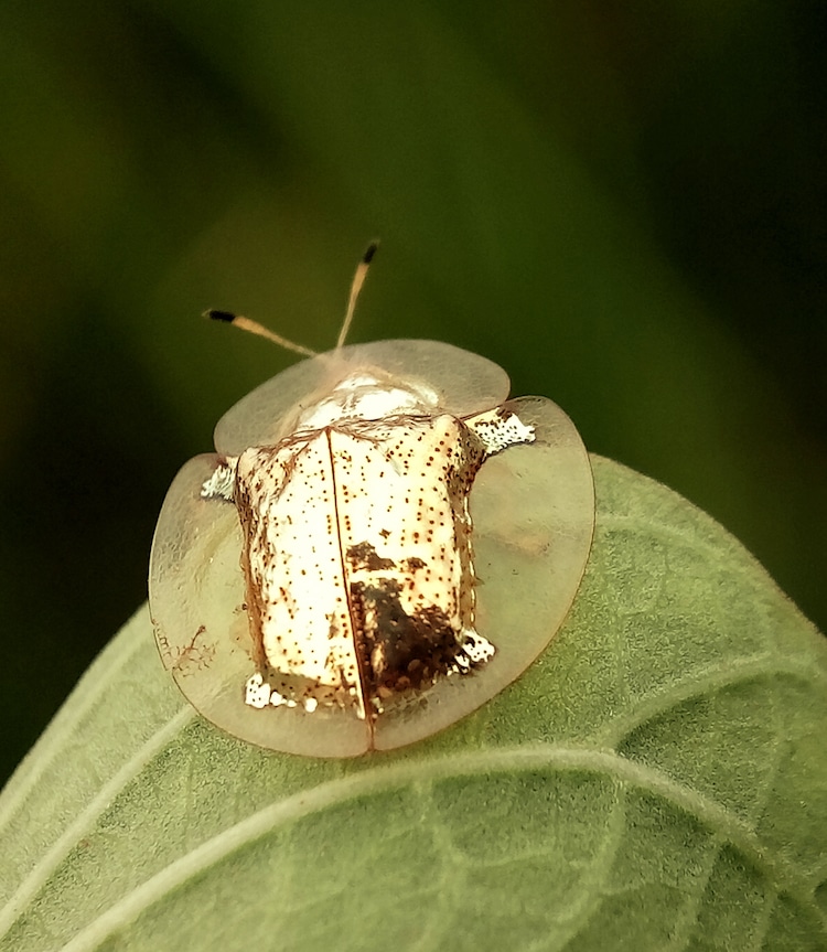 Escarabajos tortuga de oro