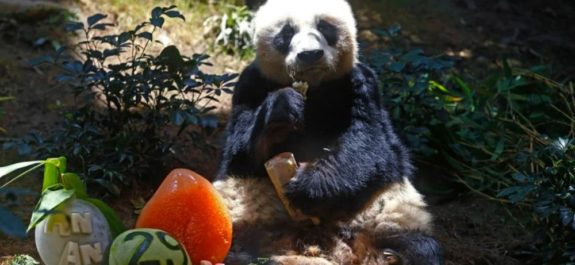 Fallece en Hong Kong An An, el panda más anciano del mundo en cautiverio