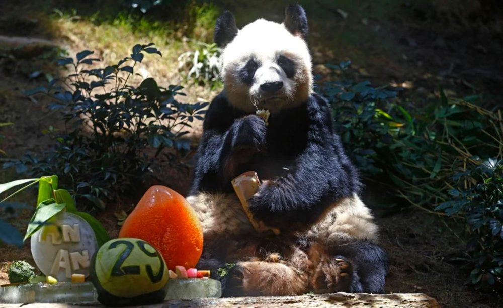 Fallece en Hong Kong An An, el panda más anciano del mundo en cautiverio