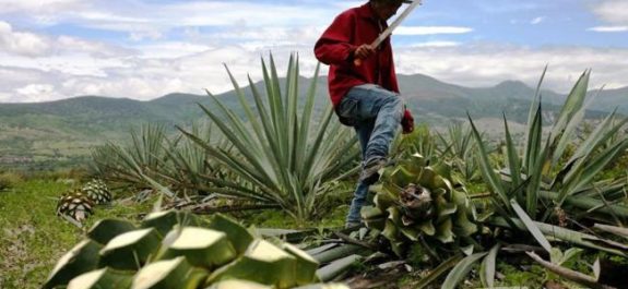 Instituto Sensorial del Mezcal