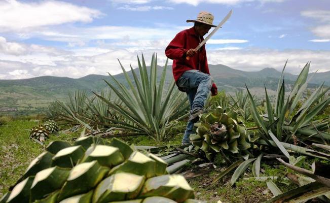 Instituto Sensorial del Mezcal