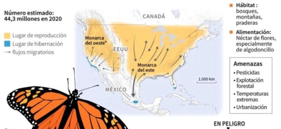 La mariposa monarca entra en la lista roja de especies amenazadas