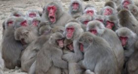 Macacos aterrorizan ciudad en Japón; hay 42 heridos