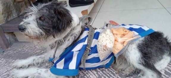 'Palomo', el perrito que ayuda a su dueña a vender chicharrones