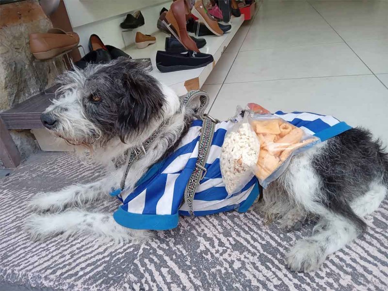 'Palomo', el perrito que ayuda a su dueña a vender chicharrones