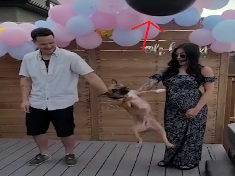 Perrito arruina revelación de género y manda a volar globo sorpresa, el video se viraliza