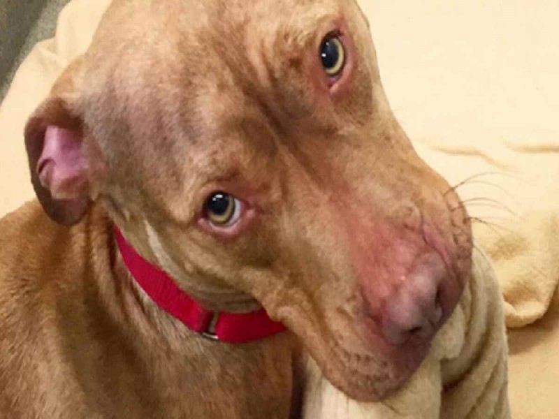 Perrito tiende su cama en el refugio para que alguien la adopte