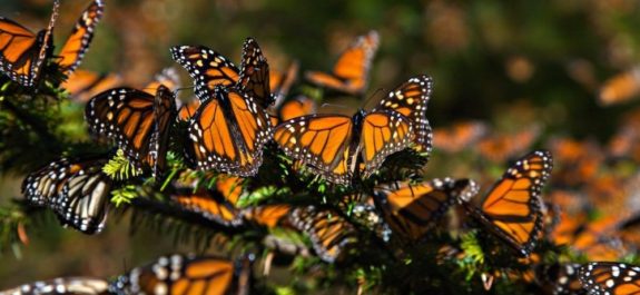 mariposas Monarca