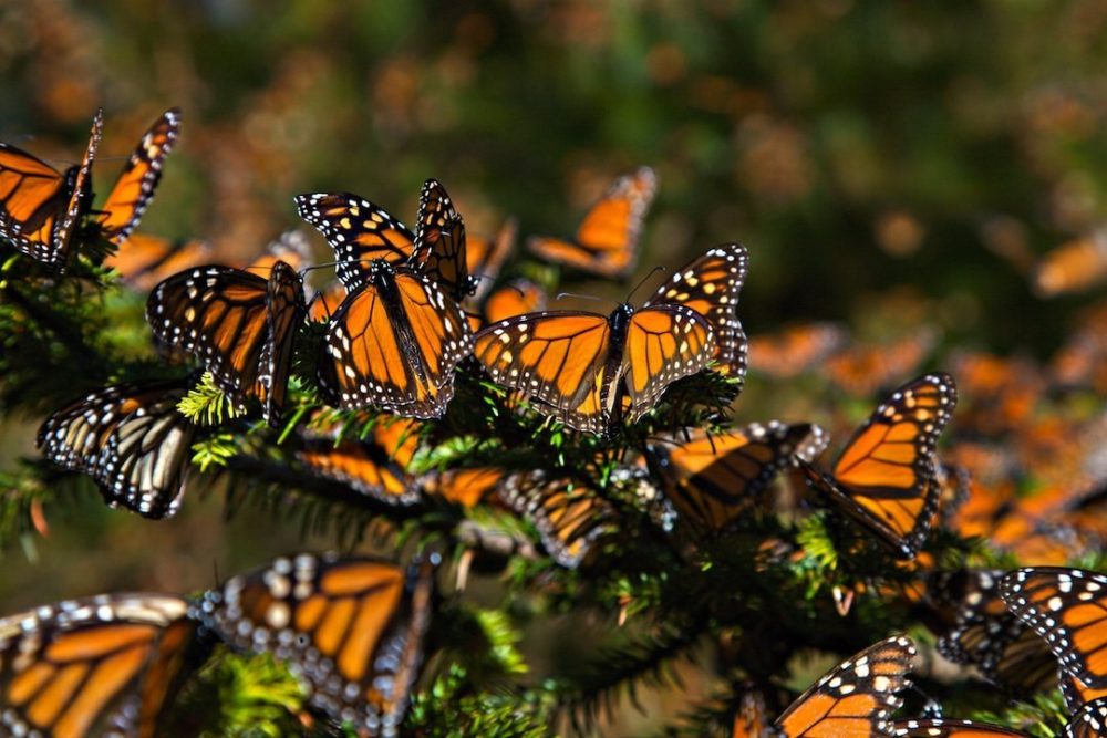 How Long Has Monarch Butterflies Been Endangered