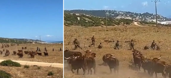 La huida viral de un grupo de militares de Cádiz cuando fueron sorprendidos por vacas