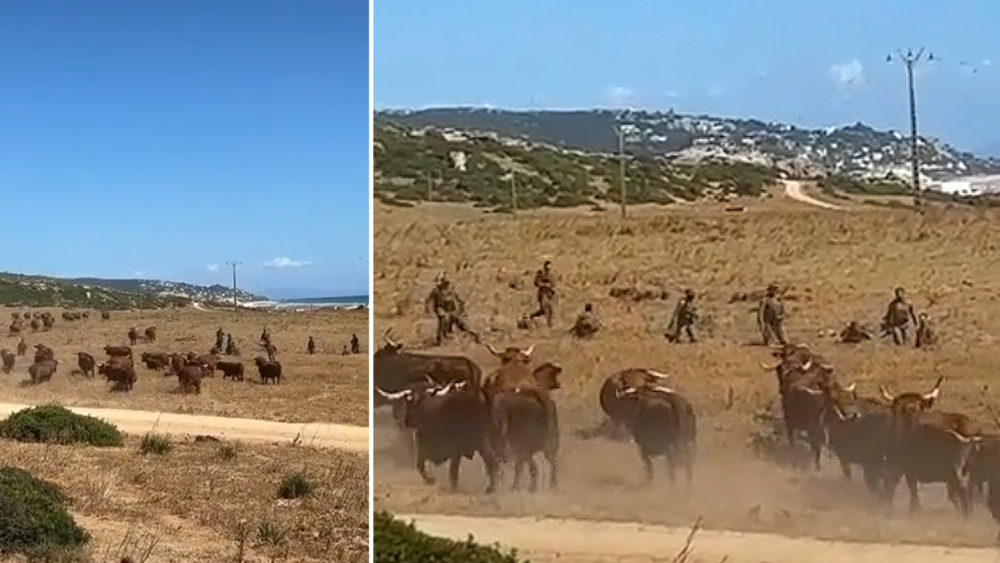 La huida viral de un grupo de militares de  Cádiz cuando fueron sorprendidos por vacas