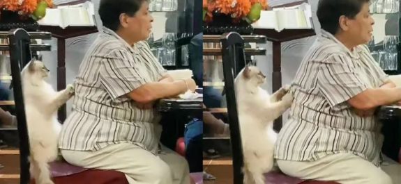 Captan-a-gatito-masajista-en-TikTok