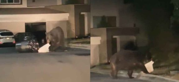 Captan enorme oso buscando comida en fraccionamiento de NL