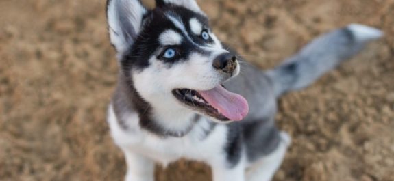 Husky-Siberiano