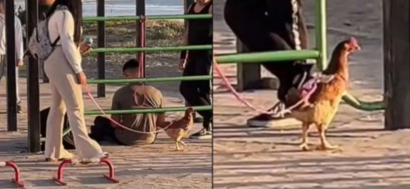 Joven-saco-a-pasear-a-su-gallina-juntas-por-la-playa