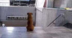 ¡Hachi mexicano! Perro espera a su dueña muerta afuera de la estación del metro