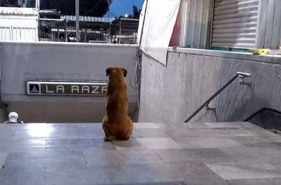 ¡Hachi mexicano! Perro espera a su dueña muerta afuera de la estación del metro