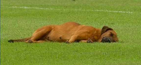 Perrito-se-queda-dormido-en-la-cancha-y-retrasa-inicio-de-partido-de-futbol