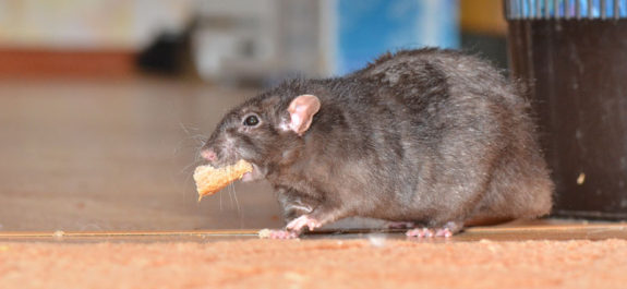 Graban a ratas paseando dentro de un restaurante