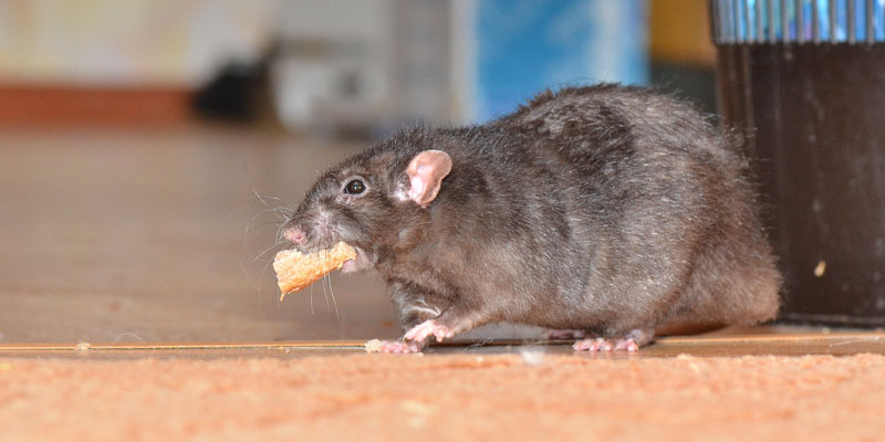 Graban a ratas paseando dentro de un restaurante