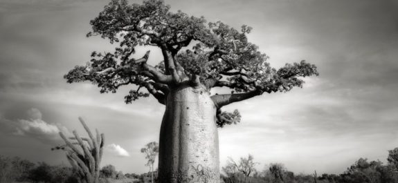 BAOBAB-III-Ankoabe-1024x683-1