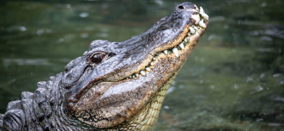 aligator