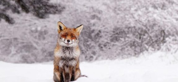 roeselien-raimond-foxes-in-the-snow-photos-9