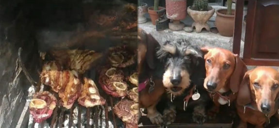 hombre-festeja-el-cumpleanos-14-de-su-perrita-con-asado-para-sus-amigos-perrunos