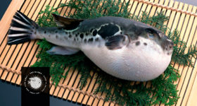 pez-globo-sushiman