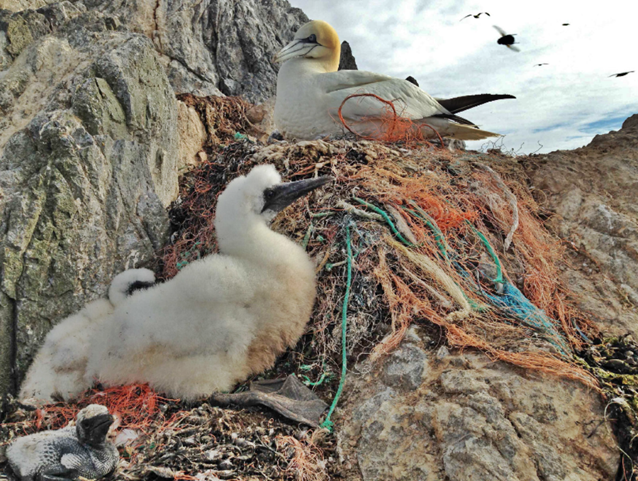 Aves están fabricando nidos con plástico – El Heraldo de San Luis Potosí