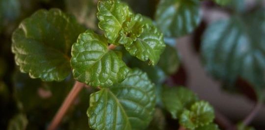 Como-cuidar-la-planta-millonaria