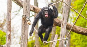 En-Suecia-zoologico-mata-a-tres-chimpances-que-escaparonEran-animales-de-alto-riesgo