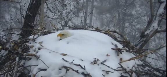 Captan-a-aguila-calva-incubando-huevos-pese-a-estar-cubierta-de-nieve