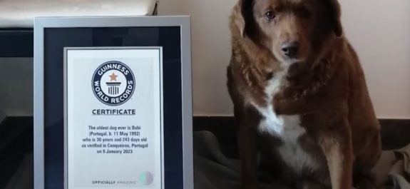 Conoce a Bobi, el perrito más viejo según los Récords Guinness