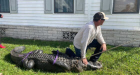En Florida, cocodrilo ataca a adulta mayor cuando paseaba a su perro y muere