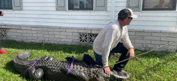 En Florida, cocodrilo ataca a adulta mayor cuando paseaba a su perro y muere