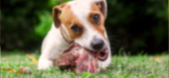 En Zapopan, perro fue encontrado mordiendo extremidad humana