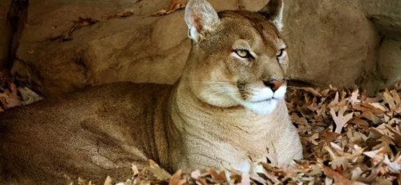 Fue hospitalizado, niño que fue atacado por puma en California