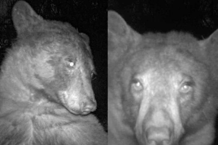 Un Oso Encuentra Una Cámara Y Se Hace 400 Selfies El Heraldo De San Luis Potosí 3935