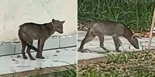 Captan-a-perro-fantasma-en-universidad-de-Bolivia