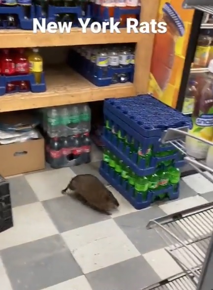 Captan a rata gigante paseando en supermercado de Nueva York - UnoTV