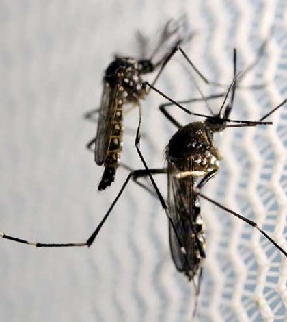 Cataloga OMS al zika como ‘emergencia internacional’