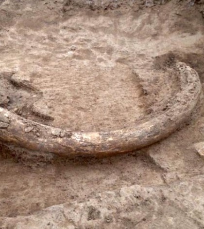 Descubren restos óseos de mamut en Querétaro